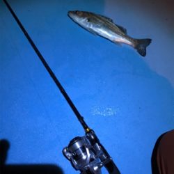 久々の新港ライトゲーム