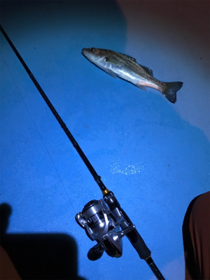 久々の新港ライトゲーム