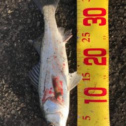 ショアジギング