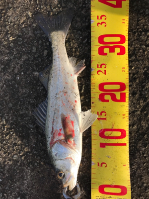 ショアジギング