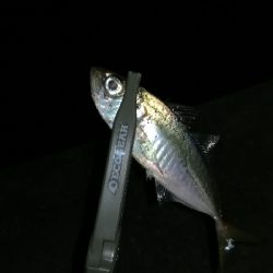 ナイトアジング