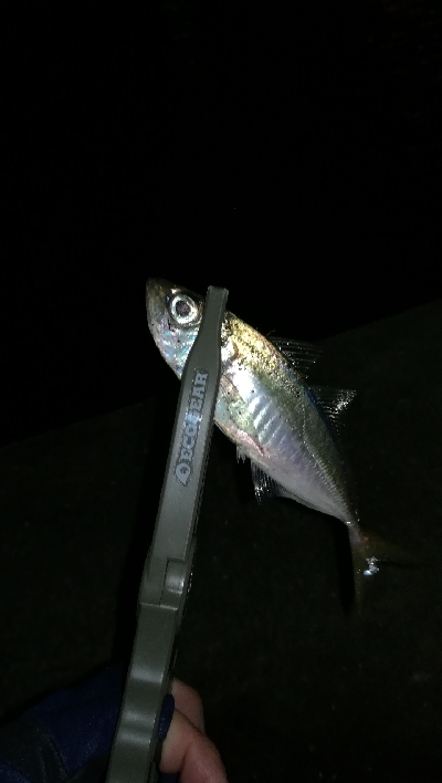 ナイトアジング