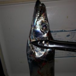 もっこりタチウオ