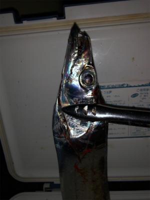 もっこりタチウオ