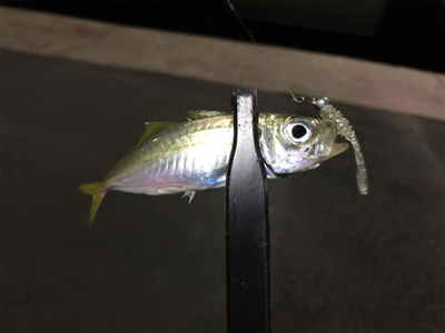 久しぶりにアジング