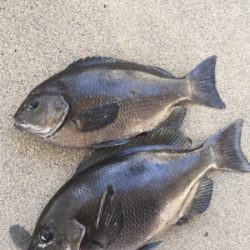 テトラで釣り