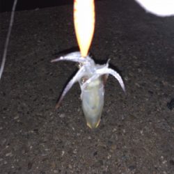 ありものタックルでヒイカ