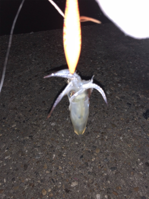 ありものタックルでヒイカ