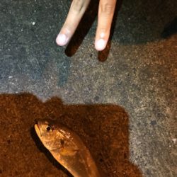 またまた新港ライトゲーム