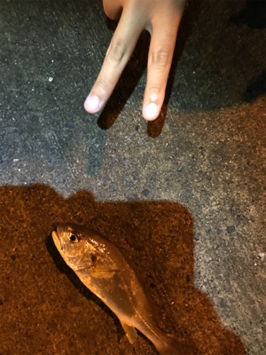 またまた新港ライトゲーム