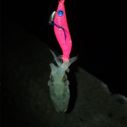 ポツリ…ポツリのヒイカ釣りσ(^_^;)