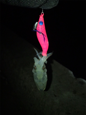 ポツリ…ポツリのヒイカ釣りσ(^_^;)