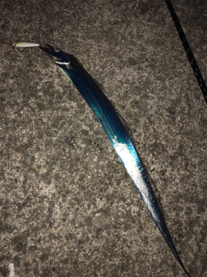 今年最後の釣り納め‼️4度目の武庫一