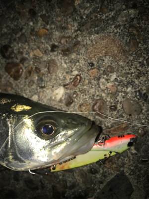 ワンバラシからのチーバス