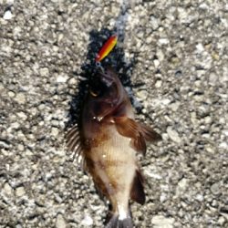 マイクロジギング