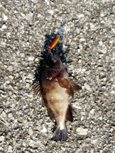 マイクロジギング