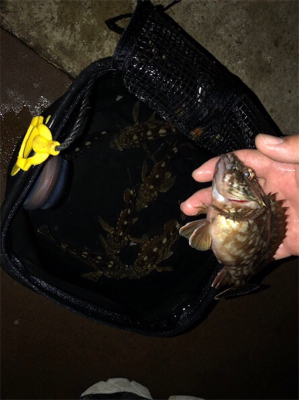 タチウオ✖︎底物●