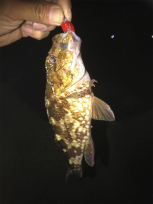 久々にガシラ狙い