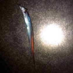 鯖のエサ取り多過ぎ(´༎ຶོρ༎ຶོ`)