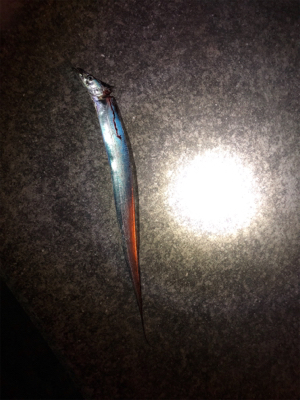 鯖のエサ取り多過ぎ(´༎ຶོρ༎ຶོ`)