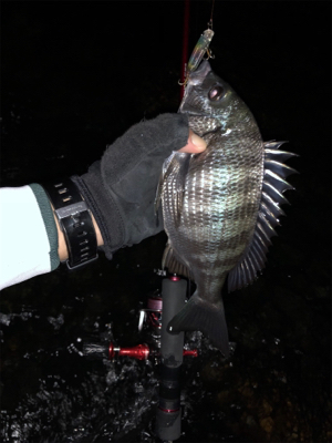 メバリングのつもりが…