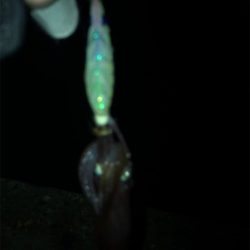 劇渋ヒイカ釣り(＞＜)