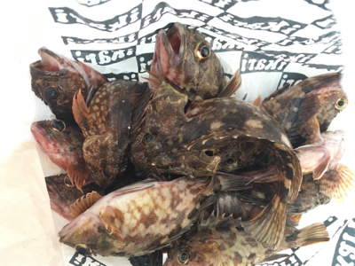 ガシラ君が反応がいい！