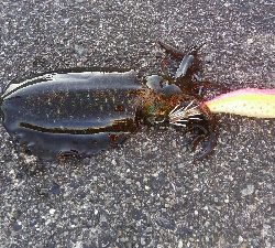 今シーズン初ヤエン