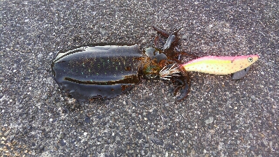 今シーズン初ヤエン