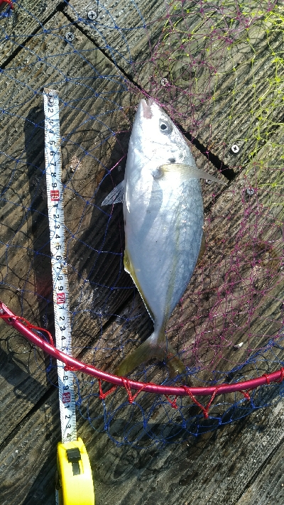 長井かかり釣りセンター