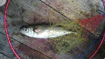 かかり釣り。アジ三匹