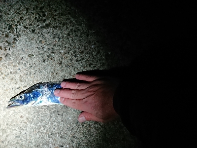 サバとアナゴに遊ばれて