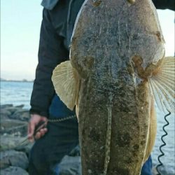 良型マゴチ& イイダコ釣果！