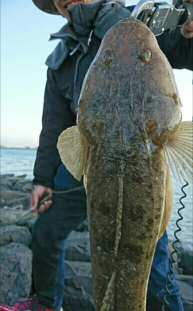 良型マゴチ& イイダコ釣果！