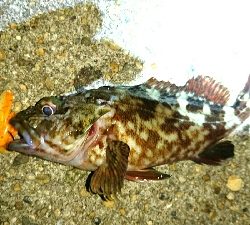 ワームでガシラ