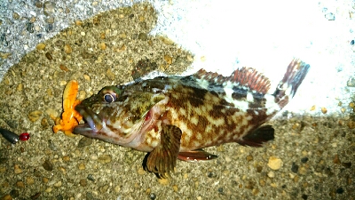 ワームでガシラ