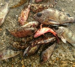 早朝メバリング