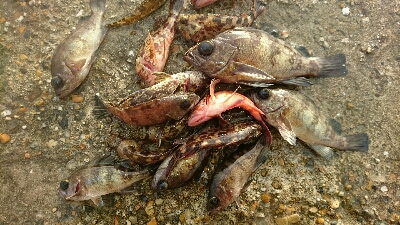 早朝メバリング