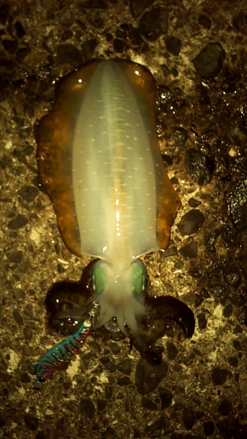 風が強いなか・・・