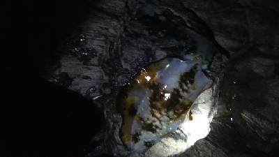 メイクミラクルドラマ