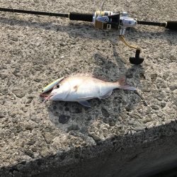 青物狙いでしたが…