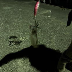 エギング、アジング釣行！