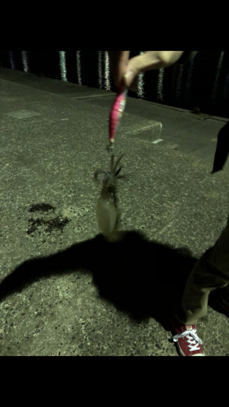 エギング、アジング釣行！