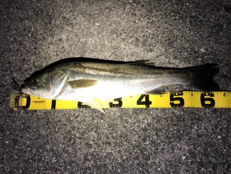 シーバスゲーム