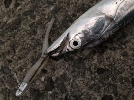 タチウオどこにいった