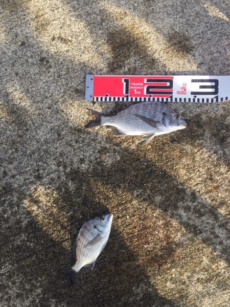 今週の釣果報告！11月18日（日）