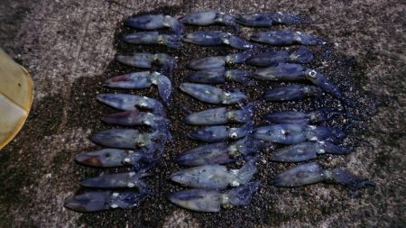 まだまだ好調ヒイカ