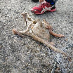 ノマセでタコ!?