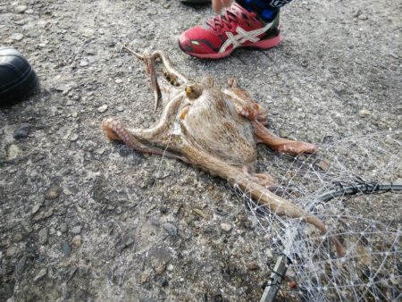 ノマセでタコ!?