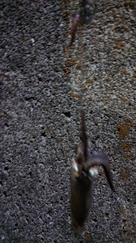 めっちゃ渋い(>_<)